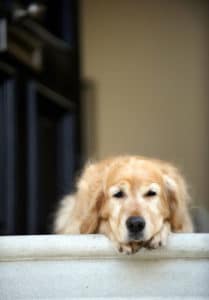 sad dog sits outside alone
