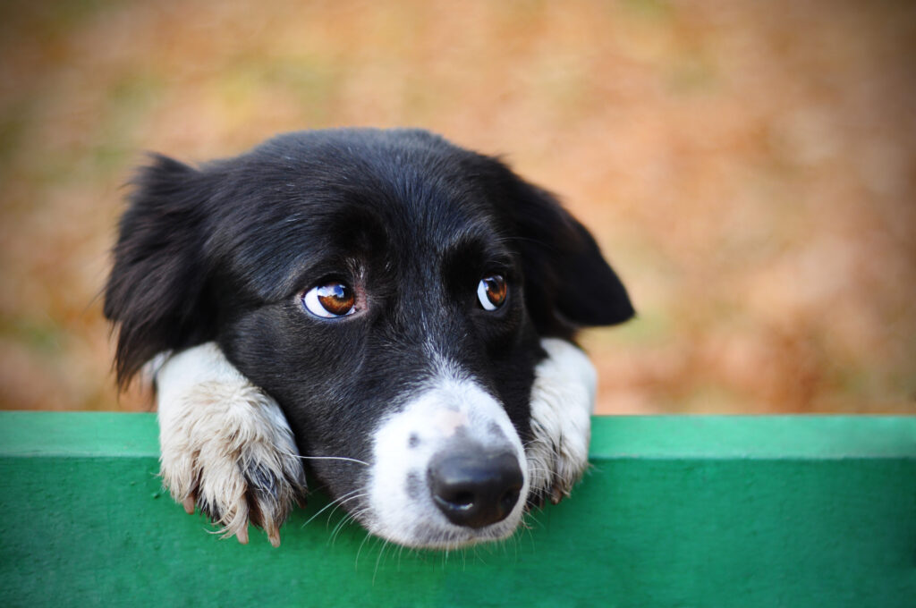 A dog waits for someone to play with him