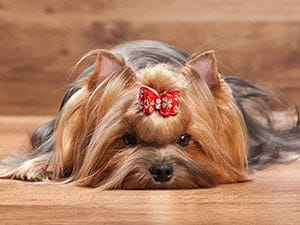 A cute Yorkie lays down.