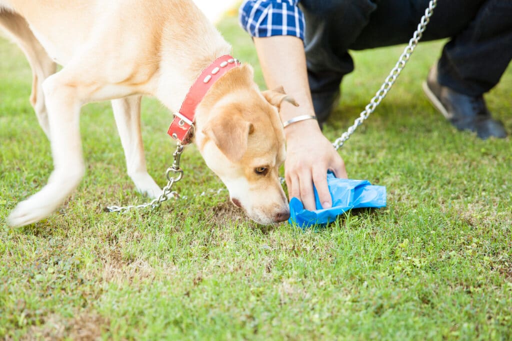 Man picks up his dog's poop at the park