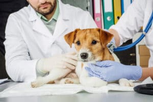 dog-is-comfortable-and-calm-at-the-vets