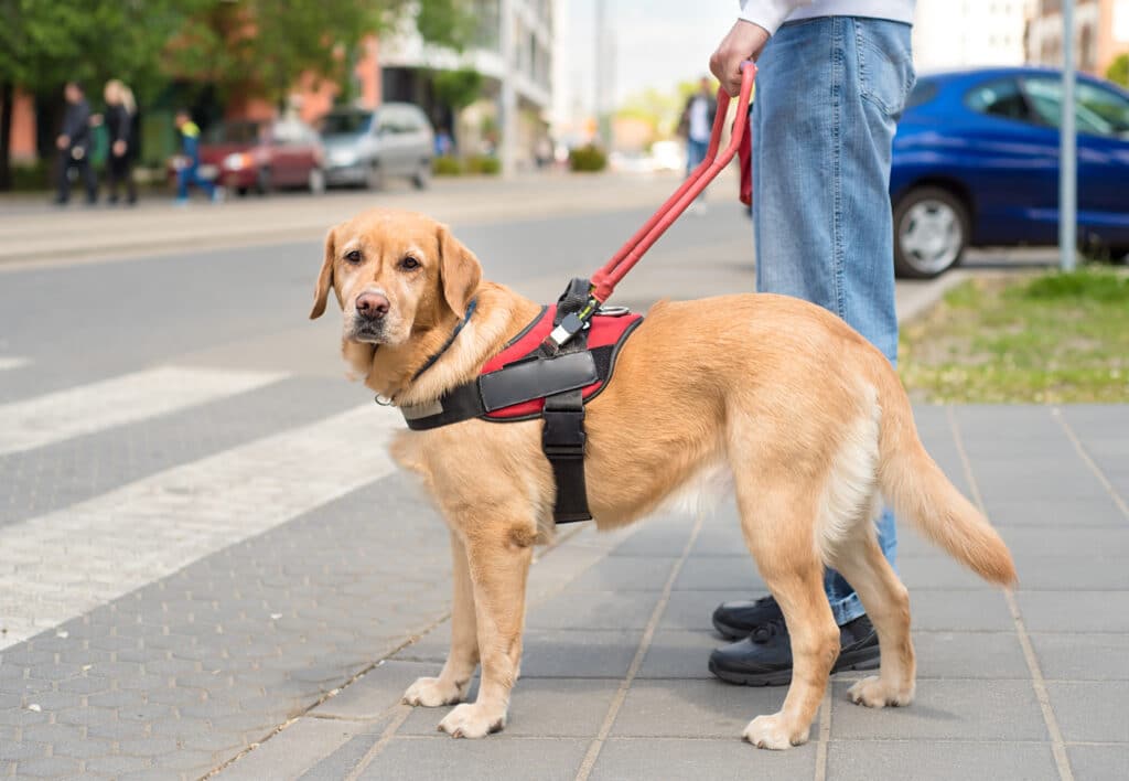 A service dog waits to cross the street until it's safe.