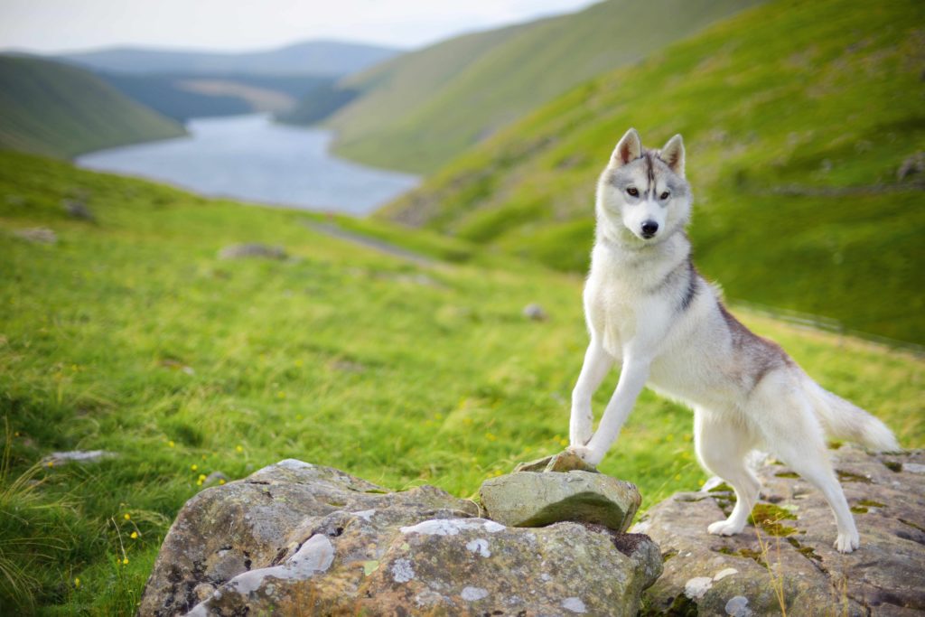 siberian husky - cesar’s way