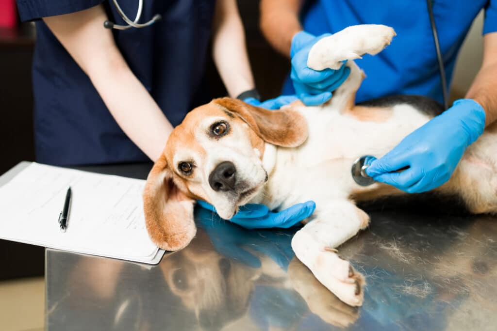 A dog gets check out by a vet after eating something toxic.