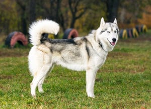 side view of a siberian husky - cesar’s way