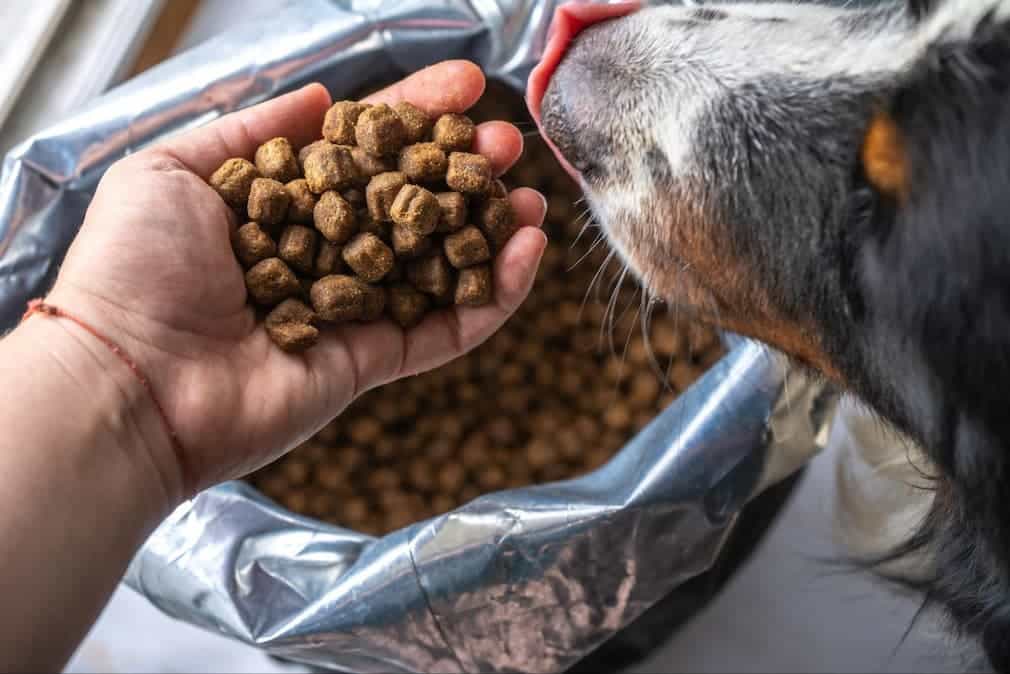 A pet owner tries out a new dry dog food. There are many options in the dog aisle today, knowing how to select the best one for your pup can be daunting.