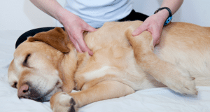 a dog owner examines his pet