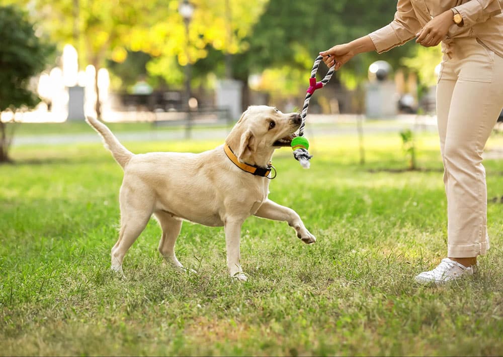 A woman plays with her dog outside to give exercise and engagement before she goes to work. A tired dog will rest longer and be anxious less while you’re gone