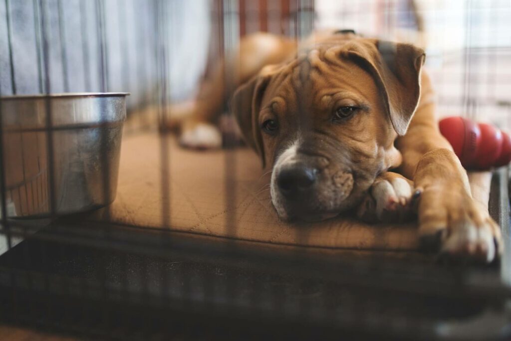 An adorable puppy settles down for the night in his crate. To avoid crate accidents, proper potty training is essential. There are reasons why puppies cannot hold bowels.