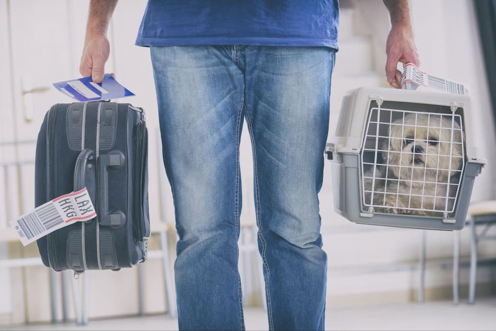 A man travels with his furry friend. A crate is a safe place for your pet to be during travel. Read here for more tips on how to vacation abroad with your dog.