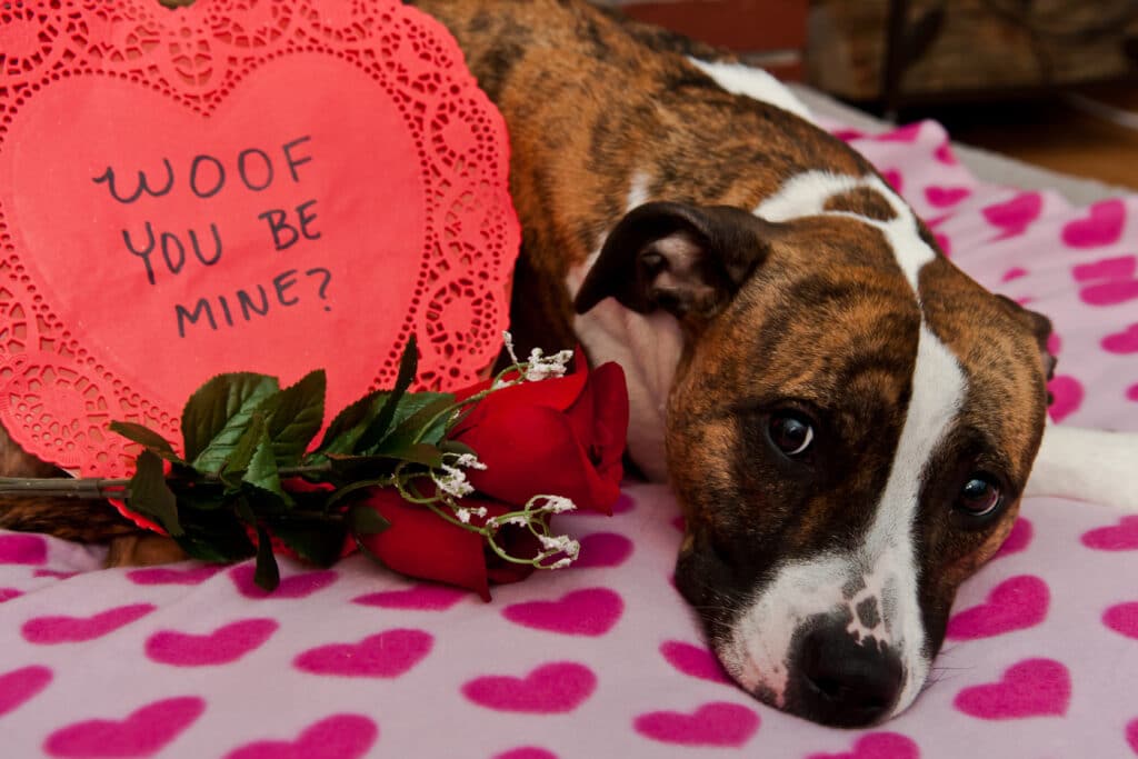 A valentine dog is ready to help his owner find love