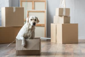 dog sitting in a box because owners are getting a divorce