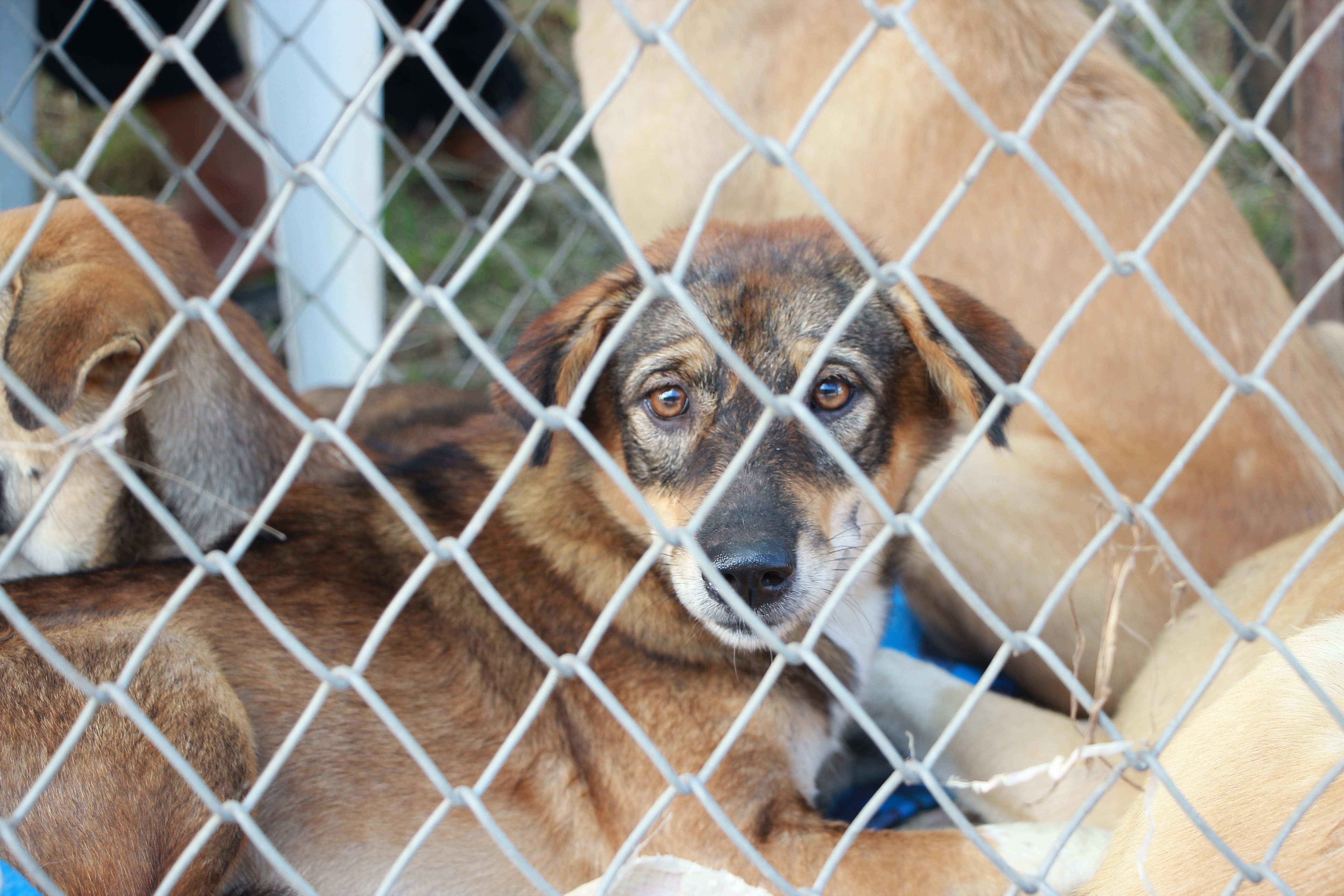 puppy mills should be avoided