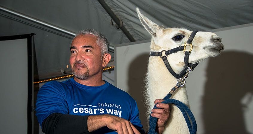 Cesar Millan teaching how to be a pack leader.