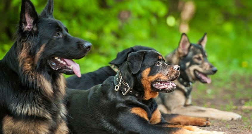 A pack of dogs rest after a hike in the woods.