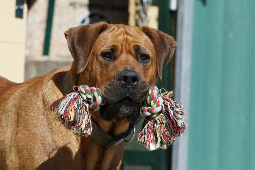 a dog plays with his favorite toy to get aggression released