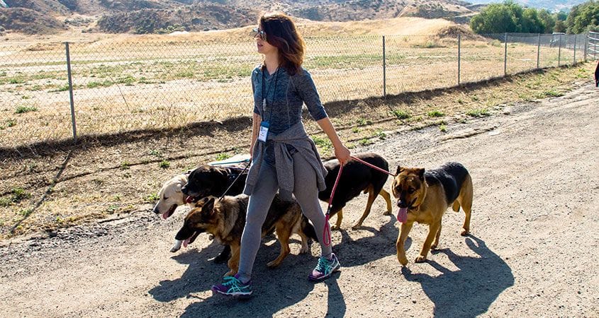 A pack leader takes her dogs on a walk