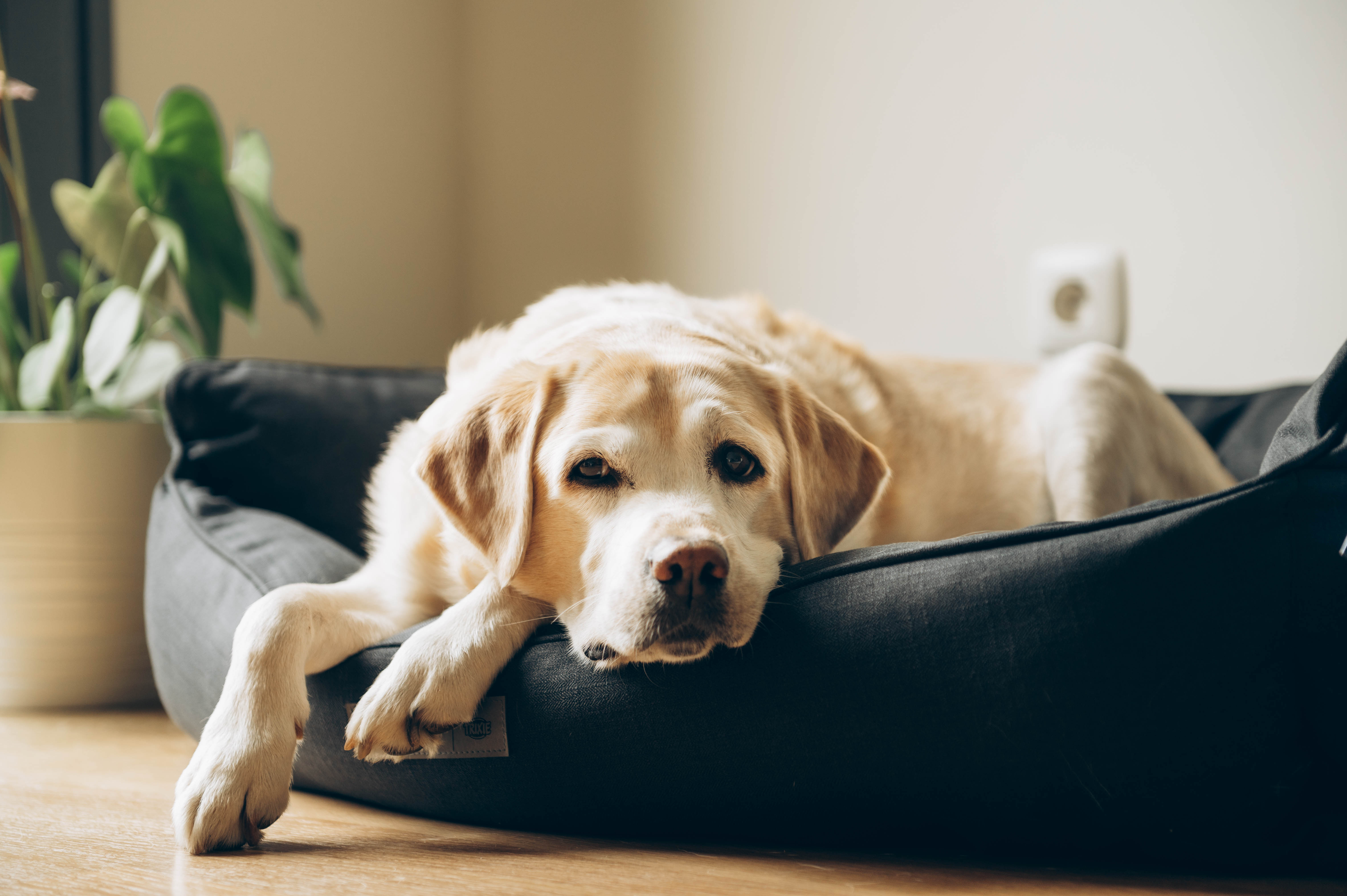 A dog rests in his comfortable dog bed.