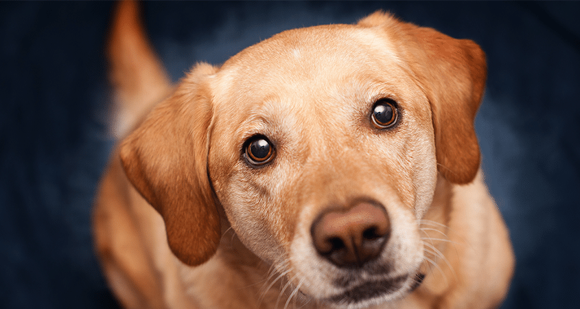 A cute dog engages eye contact with a stranger.