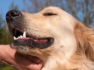 A dog enjoys a beautiful day at the park