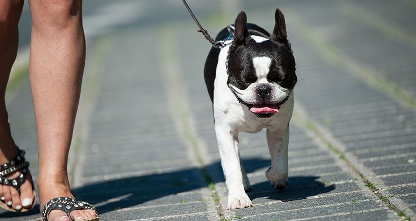 A dog goes for a walk on a nice day.