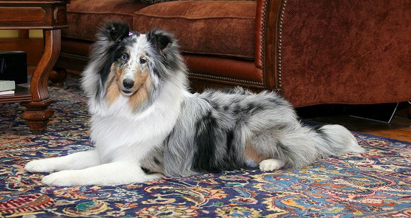 A dog stares at her owner from the other side of the room.