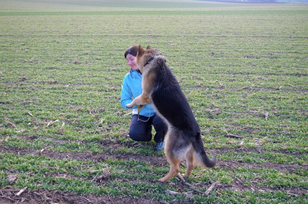 A dog jumps on his owner.