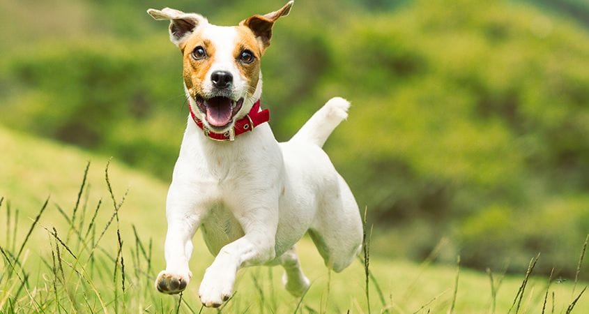 A terrier runs outside on a beautiful spring day.