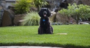 A dog sits in the backyard ready to play.