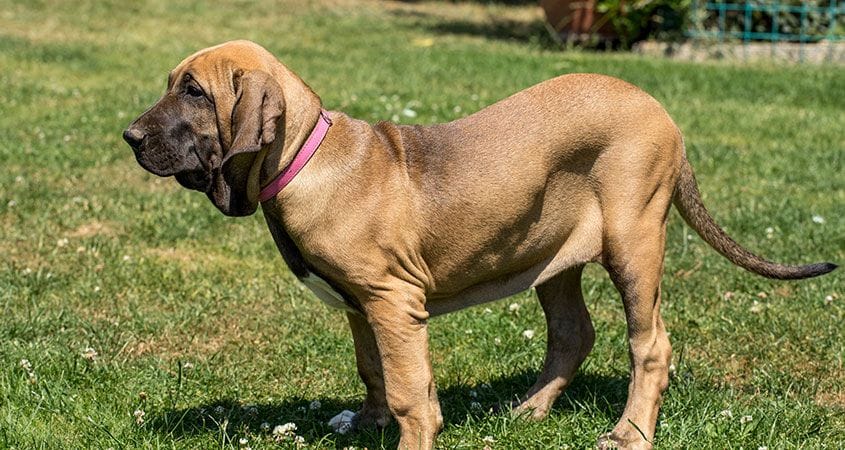 A highly energetic dog waits to play.