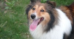 A family dog waits to play fetch.