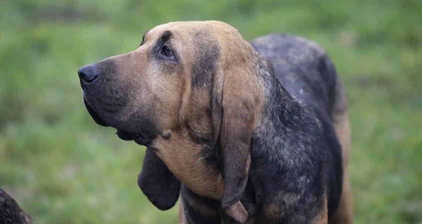 A hunting dog awaits for his owners command.