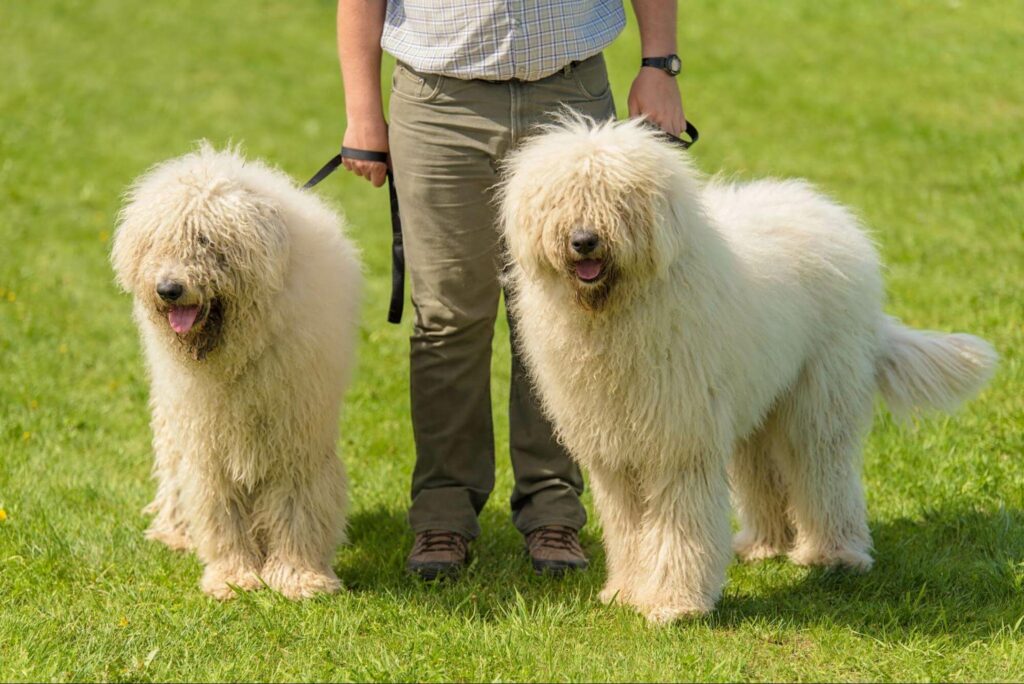 The owner of two Komondors takes a walk in the park on a summer day. Read about large-sized dogs that are great for people with allergies and shed little.