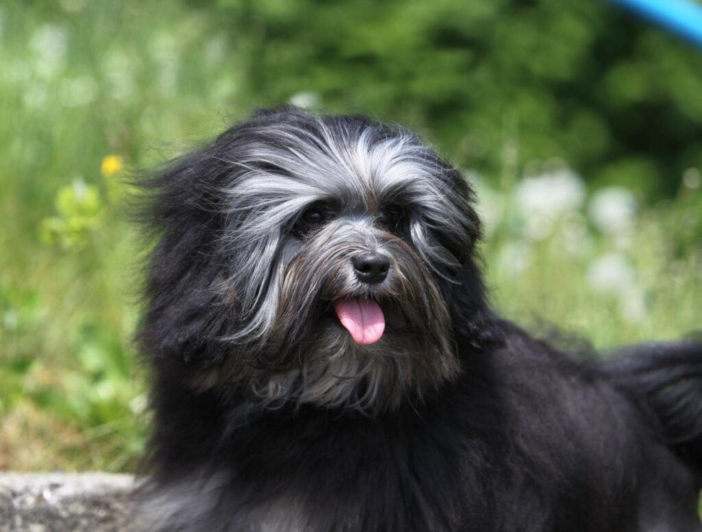 A Lowchen dog sits outside on a beautiful spring day. If you have allergies to dogs, you might find one on this list you can tolerate. Read more here.