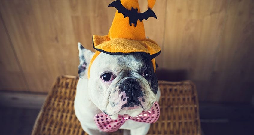 A dog is dressed in a cute costume for Halloween.