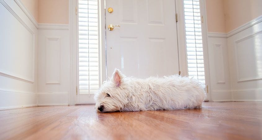 a sad dog waits at the door for his humans to return.