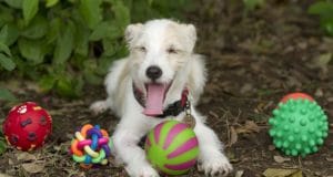 A dog plays with some of her toys.