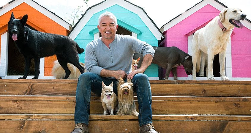 Cesar Millan poses with some dogs.