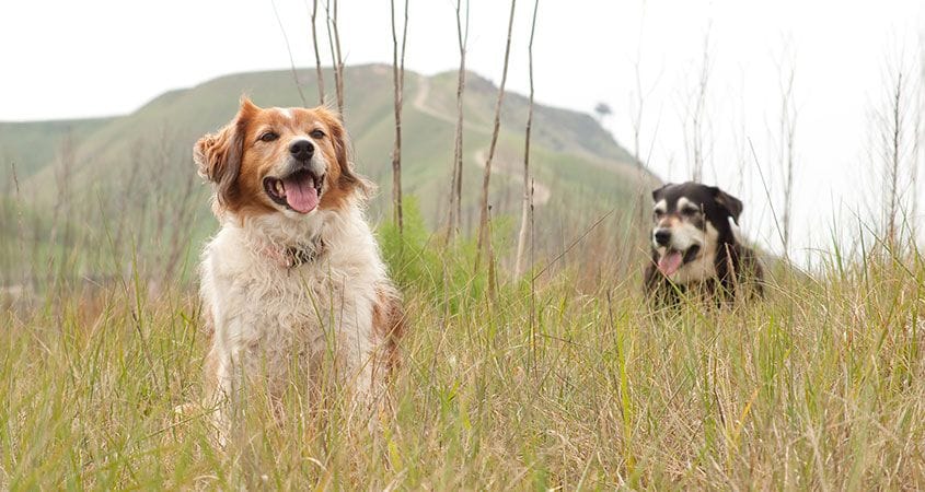 Two dogs explore outside.