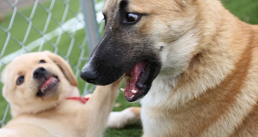 A dog is aggressive with a smaller pup.