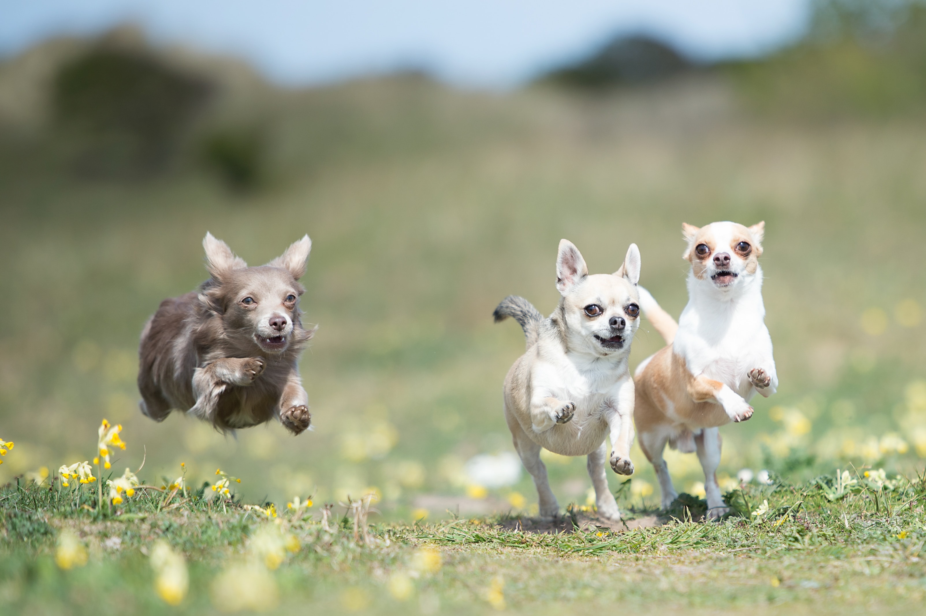 three chihuahua's play outside