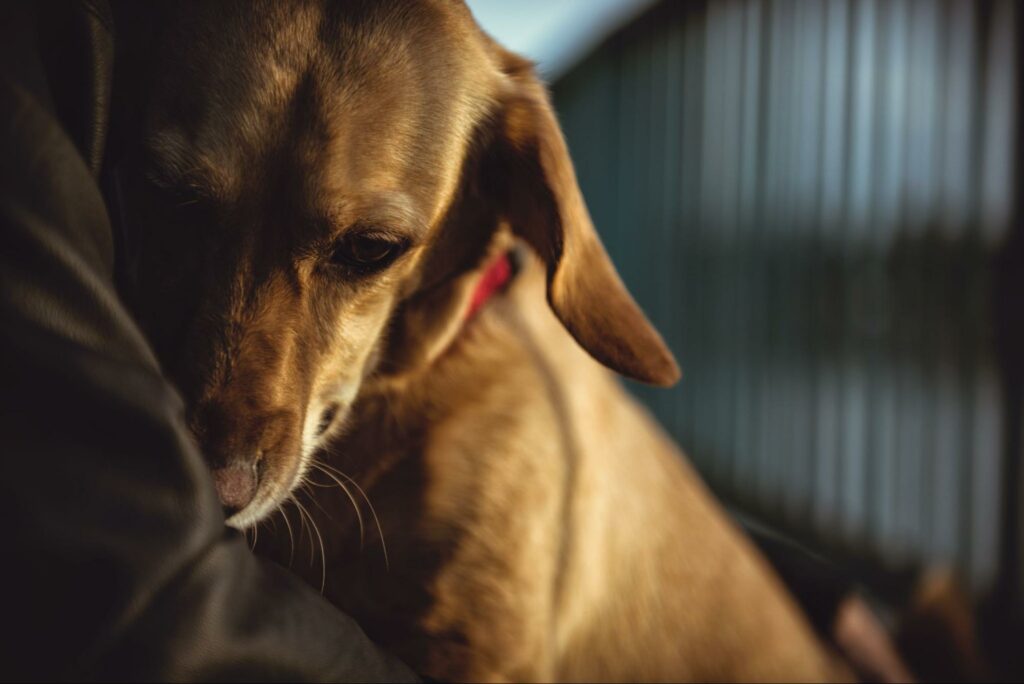 Timid dog cuddles in its owner’s arms because it’s scared.