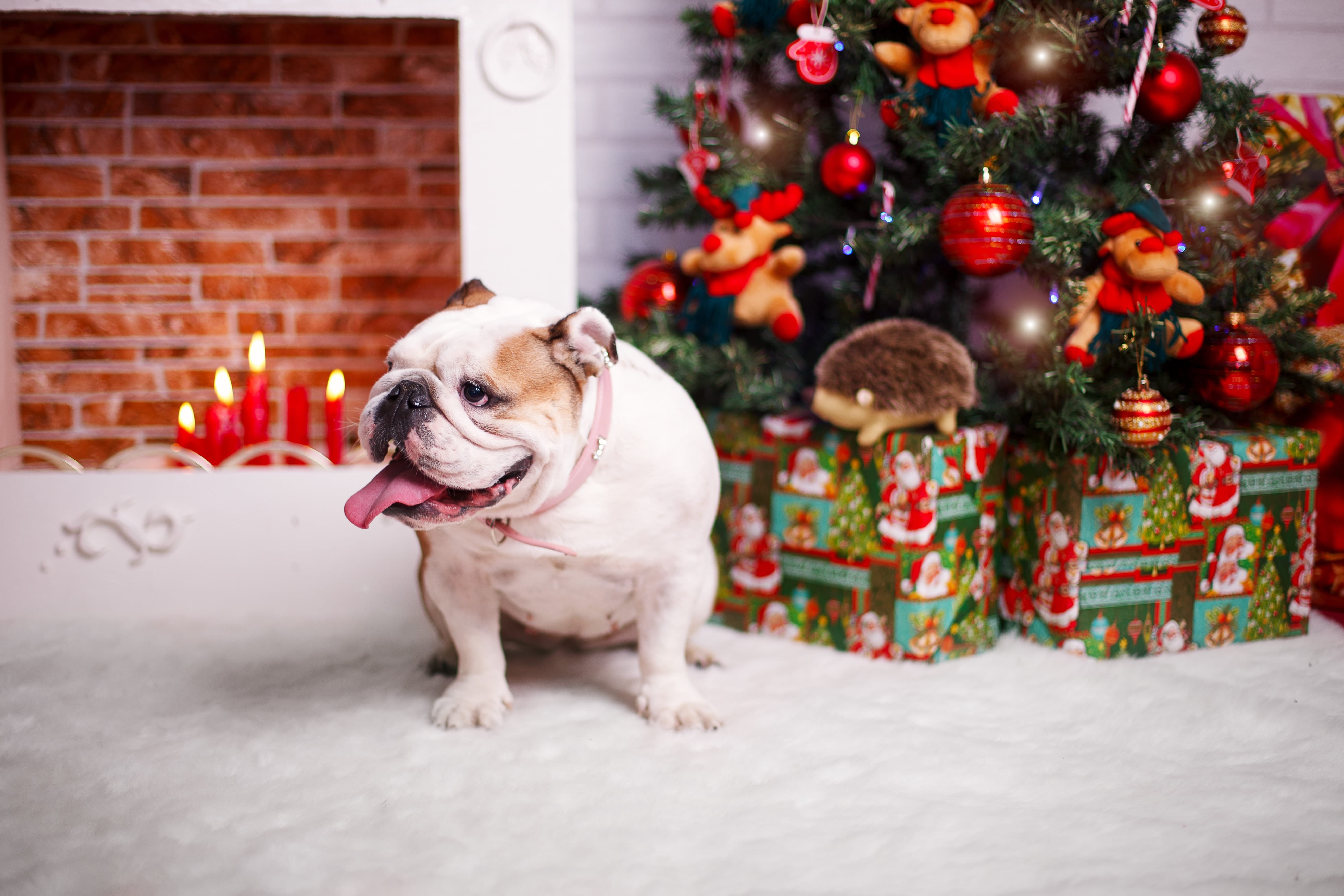 A dog hangs out by the Christmas tree.