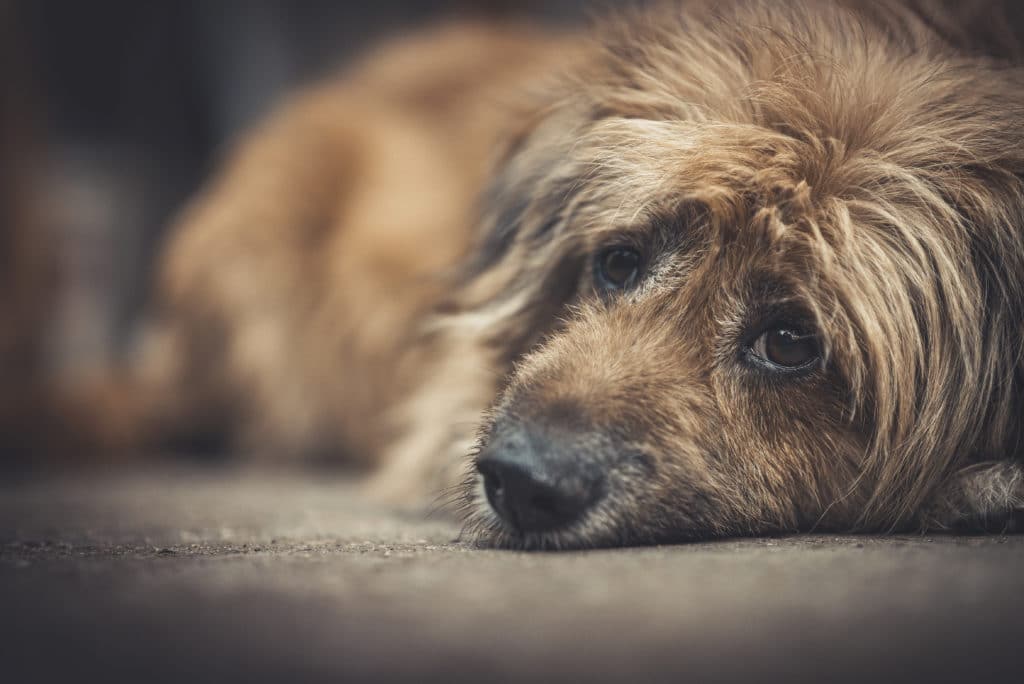 a dog lays down to rest