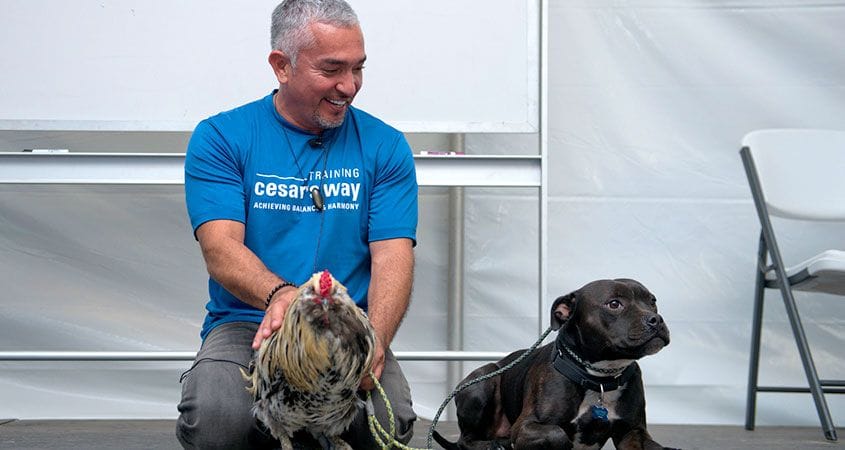 Cesar Millan works with some dogs on correction.