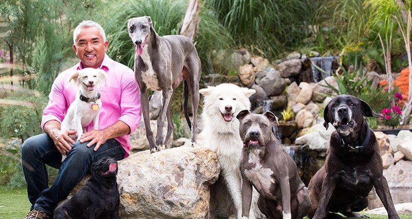 Cesar Millan with a pack of dogs.