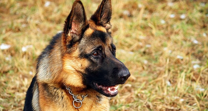 A German Shepard sits outside after a long walk.