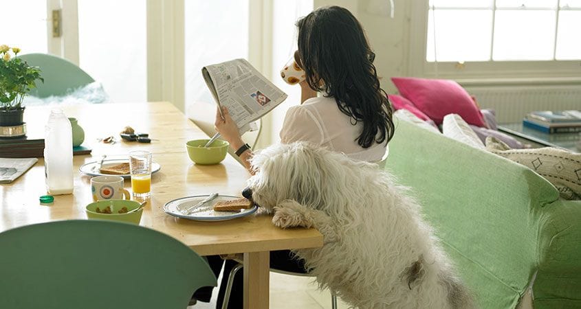 A woman reads the paper while her dog sneaks food from her plate.