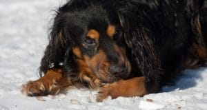 a dog chews on his paws as a way to relieve pain