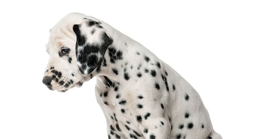 A dog is sad after being scolded for chewing on furniture.